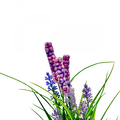 Lavander