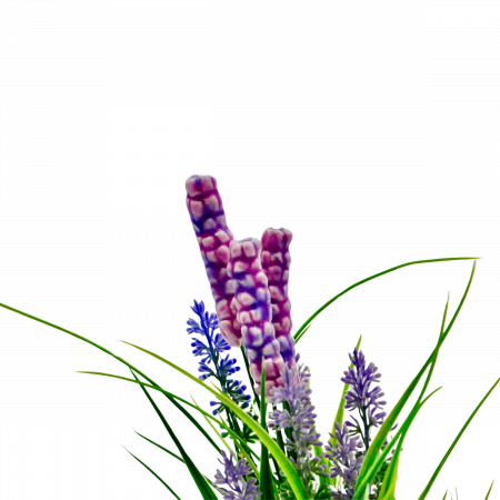 Lavander